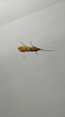 Limnephilus rhombicus