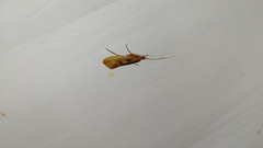 Limnephilus rhombicus