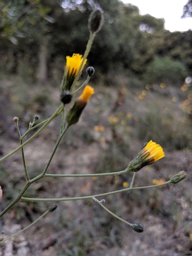Image of Hieracium argutum by no rights reserved