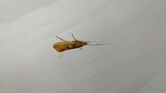 Limnephilus rhombicus