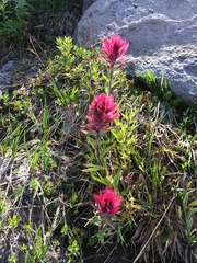 Castilleja parviflora oreopola