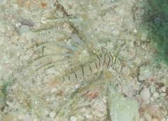 Pterois