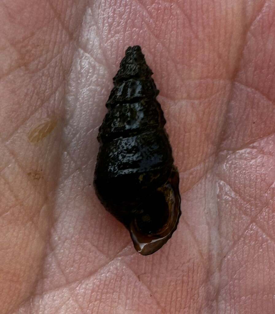 Elimia from Kelly Creek, Cedar Springs Rd., Talladega County, AL, USA