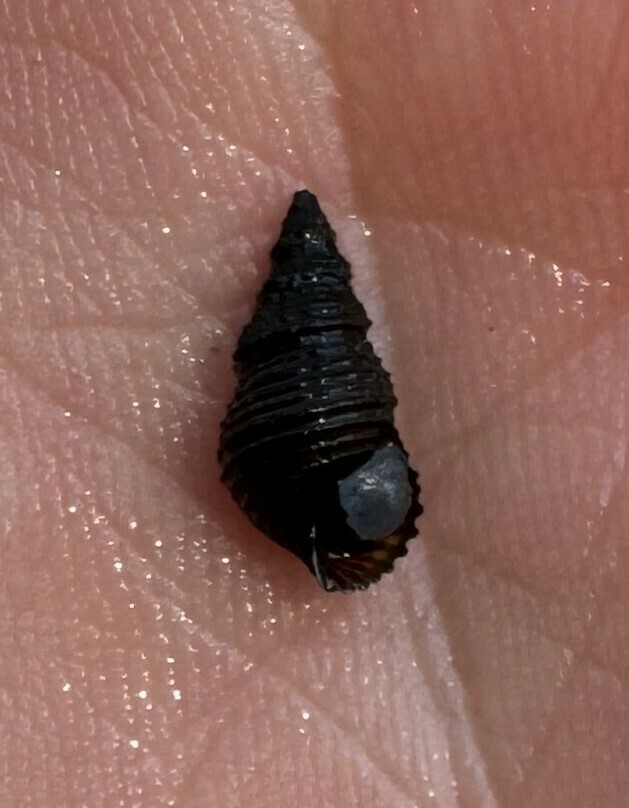 Elimia from Kelly Creek, Cedar Springs Rd., Talladega County, AL, USA