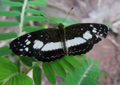 Janatella leucodesma