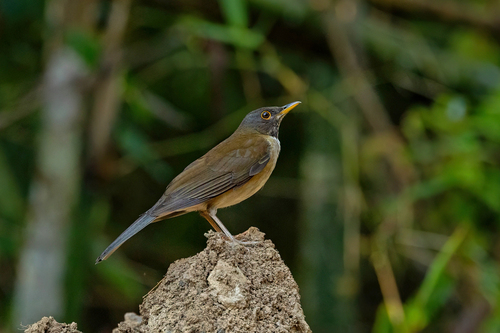 White-necked Thrush