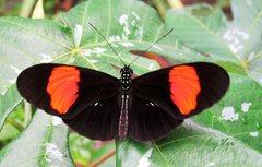 Heliconius erato hydara