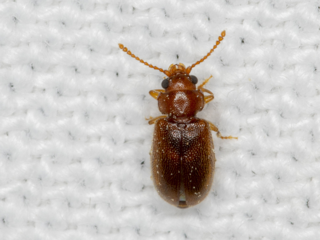 Boganium