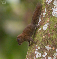 Philippine Pygmy Squirrel photo 2