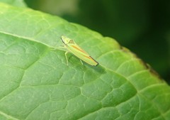 Graphocephala fennahi