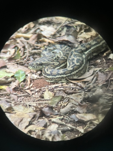 Coastal Carpet Python sighting