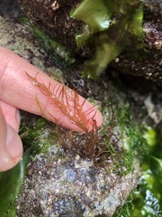 Grateloupia californica