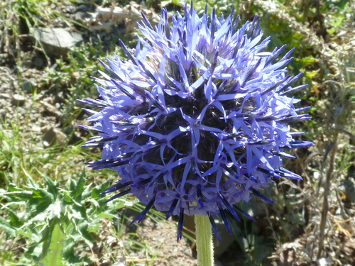 Image of Echinops davuricus by (c) Andreas Taeger, some rights reserved (CC BY)