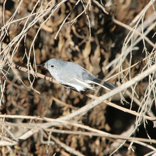 iNaturalist observation photo of Blue-gray Gnatcatcher