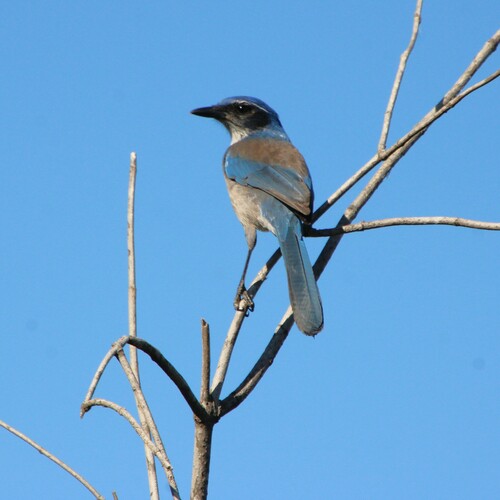 iNaturalist observation photo of California Scrub-Jay