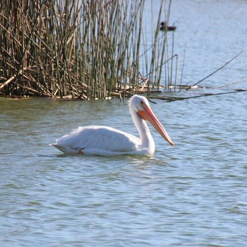 iNaturalist observation photo of American White Pelican