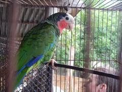 Amazona leucocephala