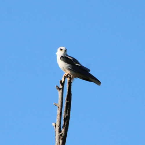 iNaturalist observation photo of White-tailed Kite