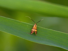 Nemophora amatella