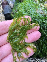 Ulva linza
