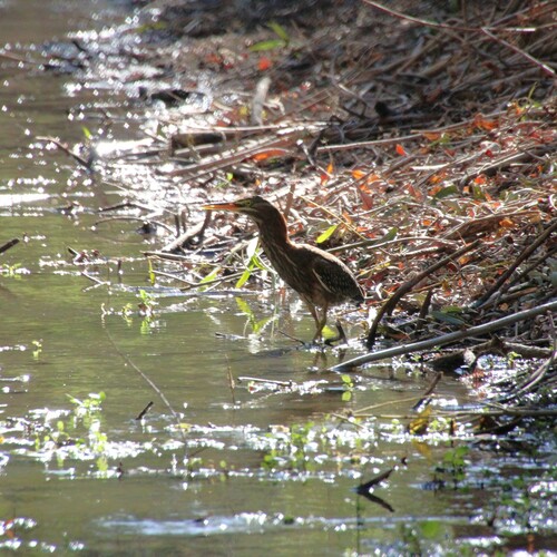 iNaturalist observation photo of Green Heron