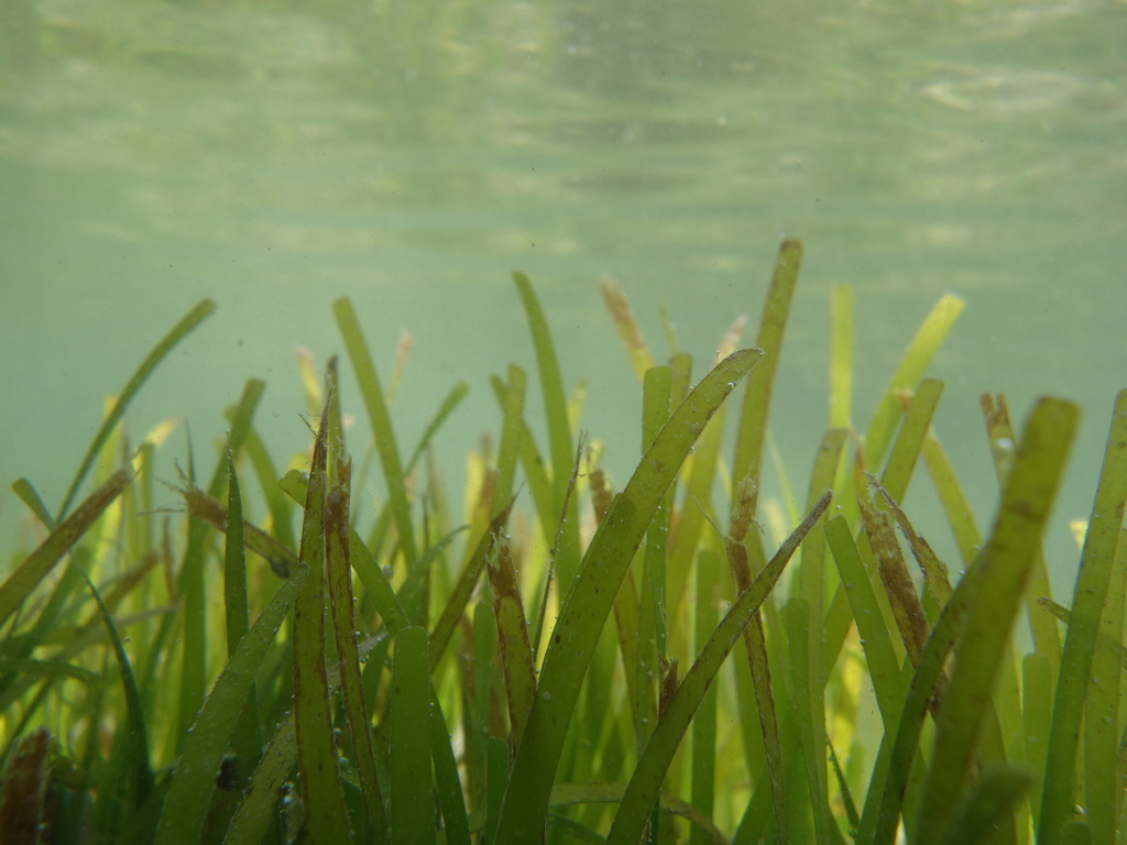 Smooth ribbon seagrass (Cymodocea rotundata)