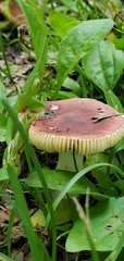 Russula
