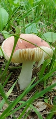 Russula
