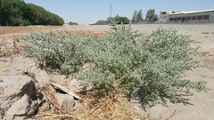 Cornulaca aucheri