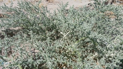Cornulaca aucheri