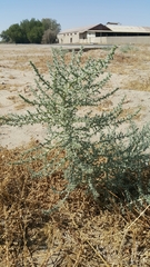 Cornulaca aucheri
