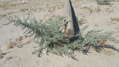 Cornulaca aucheri