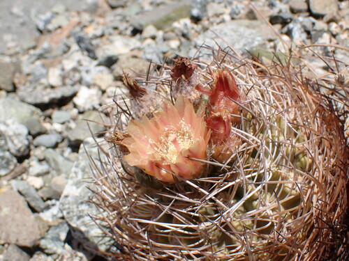 Eriosyce eriosyzoides