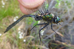 Somatochlora sahlbergi