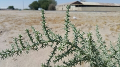 Cornulaca aucheri