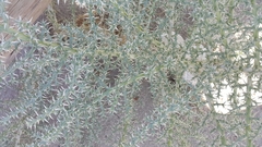 Cornulaca aucheri