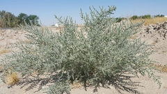 Cornulaca aucheri