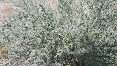 Cornulaca aucheri