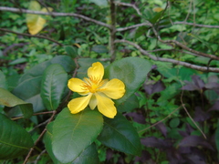 Ochna thomasiana