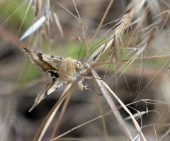 Heliothis