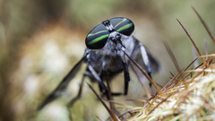 Stenotabanus