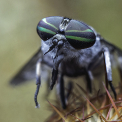 Stenotabanus