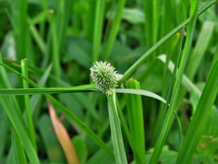 Cyperus sesquiflorus