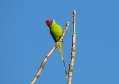 Psittacula cyanocephala