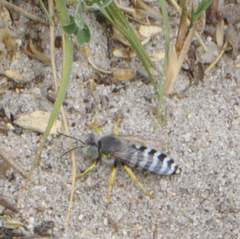 Bembix americana comata