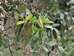 Magnolia tamaulipana