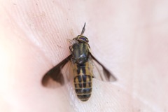 Chrysops striatus