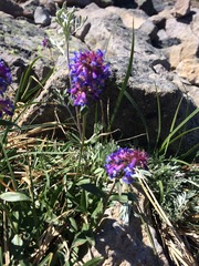 Penstemon procerus tolmiei