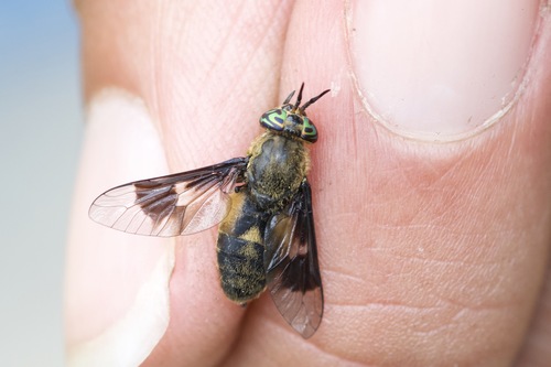 Bothersome Deer Fly photo 3
