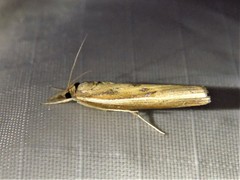 Fissicrambus profanellus